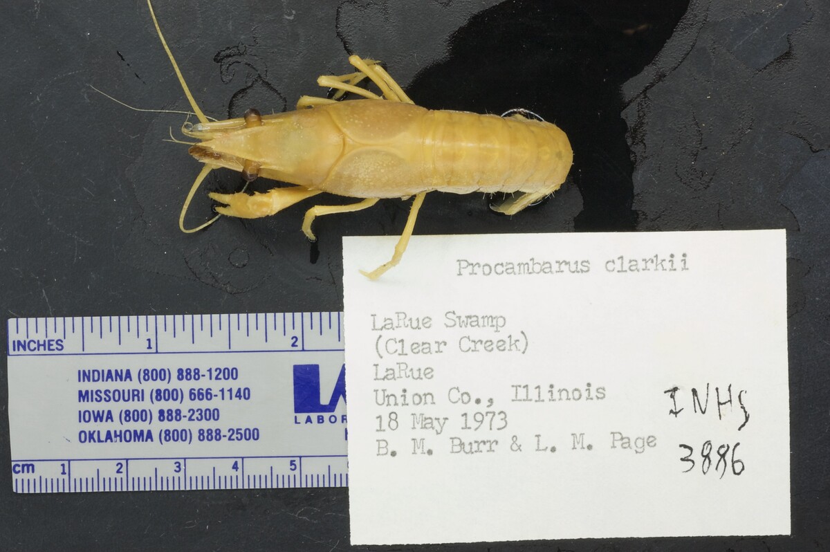 Procambarus clarkii image